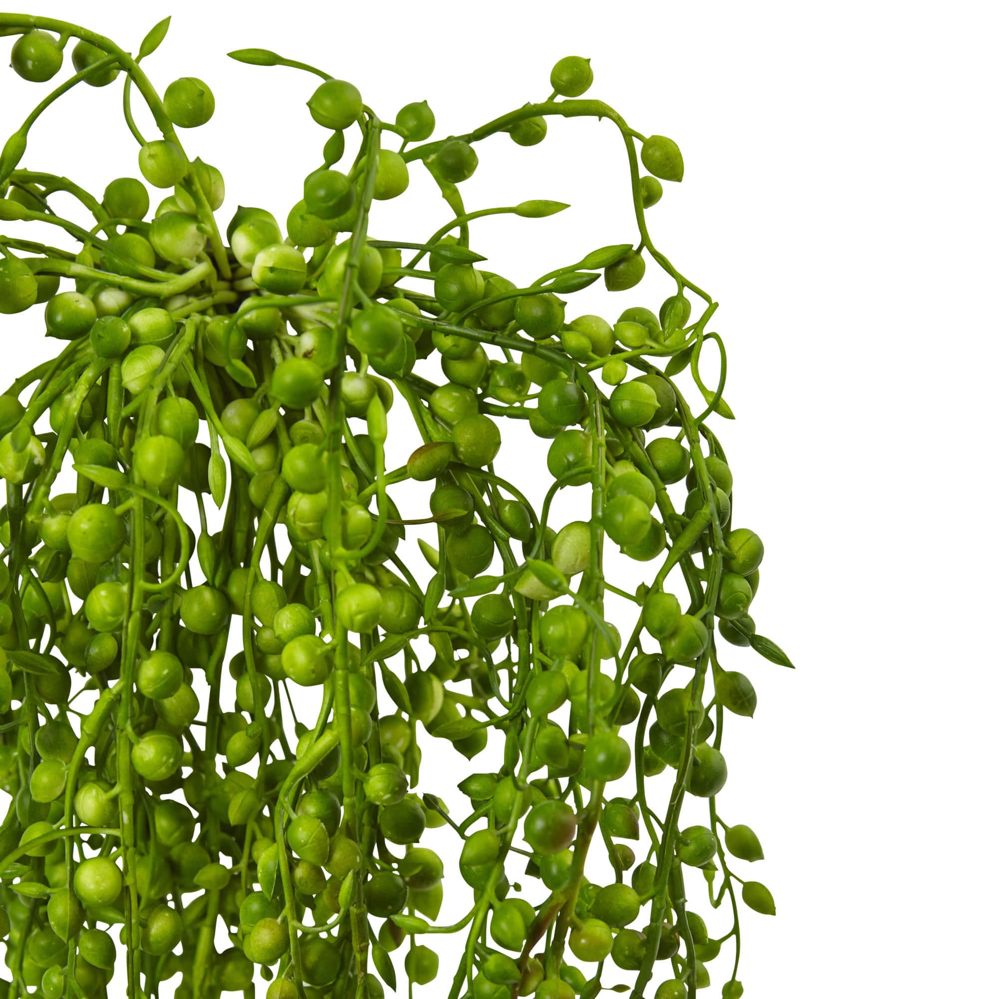 15" Senecio Succulent, 3ct.